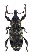Molytinae Gen sp17