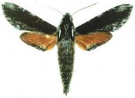 Erinnyis domingonis  (Butler, 1875)