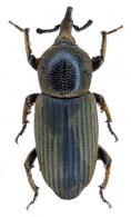 Mesocordylus striatus (Boheman, 1838)