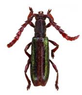 Piezocera aenea  (Bates, 1867)