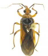 Darxa sp1