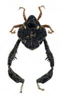 Tachygonidius sp6