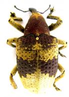 Rhinochenus amapensis  Whitehead, 1976
