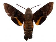 Aellopos ceculus  (Cramer, 1777)