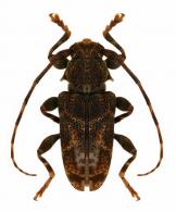 Punctozotroctes guianensis  Tavakilian & Neouze, 2007