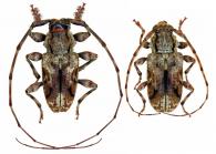 Penaherreraus guianensis  (Tavakilian & Penaherrera-Leiva, 2003)  ♂ & ♀
