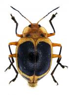 Olygocorynus cinctus   Herbst,1799