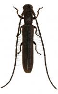 Trichohippopsis unicolor Galileo & Martins 2007