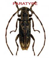 Rosalba seraisorum Tavakilian, Santos-Silva & Galileo, 2018 PARATYPE