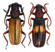 Torneutopsis translucidus Martins & Monné, 1980 ♂ & ♀