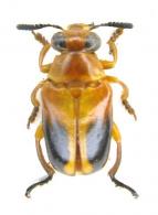 Mastosthethus sp1 ?