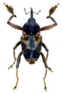 Macromerus gibbicollis  Fiedler 1932