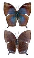 Memphis polycarmes  (Fabricius, 1775)