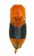 Pterotarsus guyanensis Chassain & Touroult, 2013