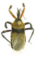 Apiomerus emarginatus  Stal, 1872