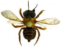 Megachile sp1