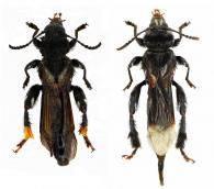 Exepimelitta lestradei  (Penaherrera-Leiva & Tavakilian, 2003)   ♂ & ♀