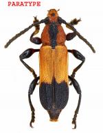 Rhinotragus robustus  Penaherrera-Leiva & Tavakilian 2003 PARATYPE                         