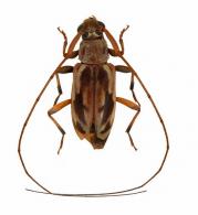 Eucharitolus dorcadioides  (White, 1855)