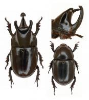 Megaceras jason  (Fabricius, 1775) ♂ & ♀
