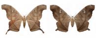 Dysdaemonia boreas (Cramer, 1777) ♂ & ♀