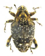Piazurus leucomelas  Hustache, 1936