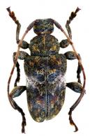 Xenofrea cretacea  Néouze & Tavakilian, 2005