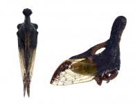 Lycoderides sp1