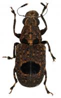 Monocloeus centralis Jordan, 1904