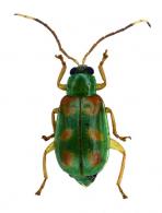 Diabrotica speciosa  Germar 1824