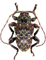 Xenofrea inermis Néouze & Tavakilian, 2005