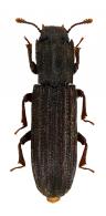 Anarmostes argutus Sharp, 1894