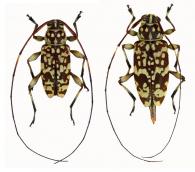 Acanthocinini Gen sp G388 ♂ & ♀