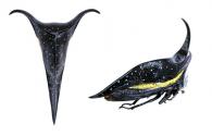 Hemikyptha marginata (Fabricius, 1775)