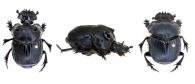 Coprophanaeus (Coprophanaeus) dardanus   MacLeay, 1819 ♂ & ♀