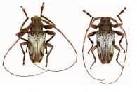 Oreodera seraisorum Neouze & Tavakilian, 2010  ♂ & ♀