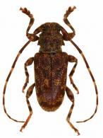 Punctozotroctes feuilleti  Tavakilian & Neouze, 2007 