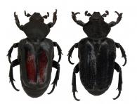 Cyclidius elongatus  (Olivier, 1789)   var.