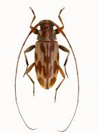Acanthocinini Gen sp G178