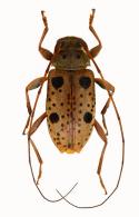 Acanthocinini Gen sp G177