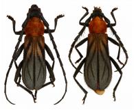 Acabyara aruama  Napp & Martins, 2006  ♂ & ♀