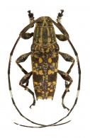 Colobothea pimplaea  Bates, 1865