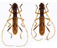 Gnomidolon simplex  (White, 1855) ♂ & ♀