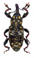 Molytinae Gen sp14
