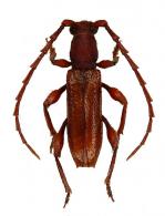 Gorybia orygma ? Martins, 1976