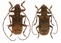 Polyrhaphis angustata Buquet, 1853 ♂ & ♀