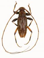 Acanthocinini Gen sp G165