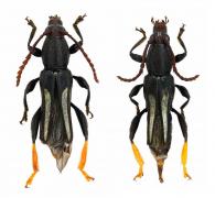 Odontocera bisulcata  Bates, 1870  ♂ & ♀ 