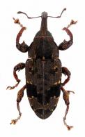 Heilipodus desjardinsi  Rheinheimer, 2012