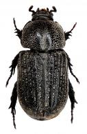 Amblyoproctus arianorum  Dechambre, 2008